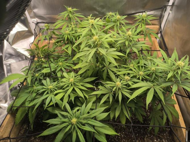 Chocolate Wafflez. Week 11