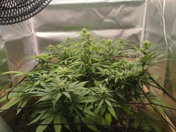 Chocolate Wafflez. Week 11