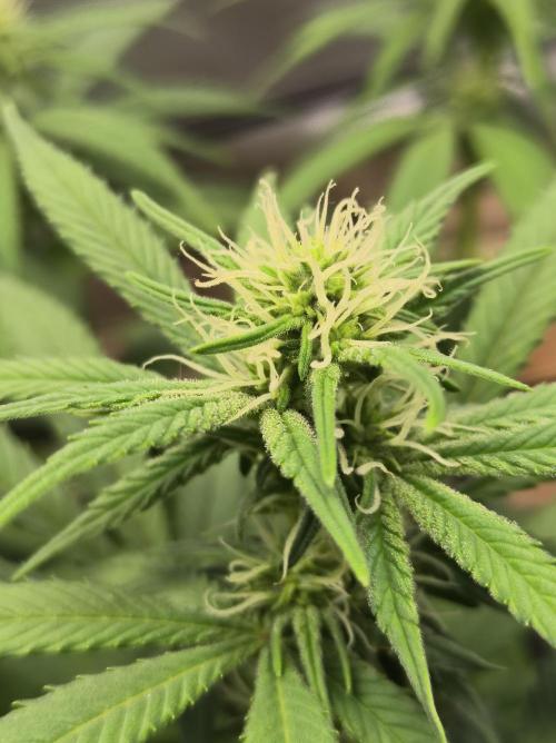 Chocolate Wafflez. Week 11