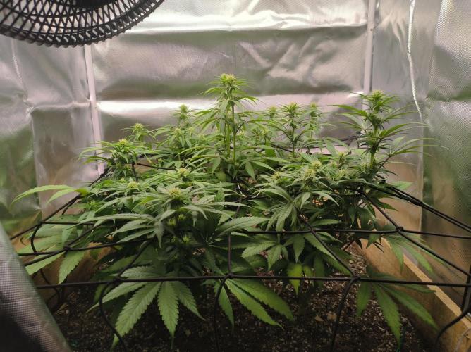 Chocolate Wafflez. Week 11