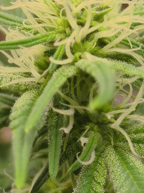Chocolate Wafflez. Week 11