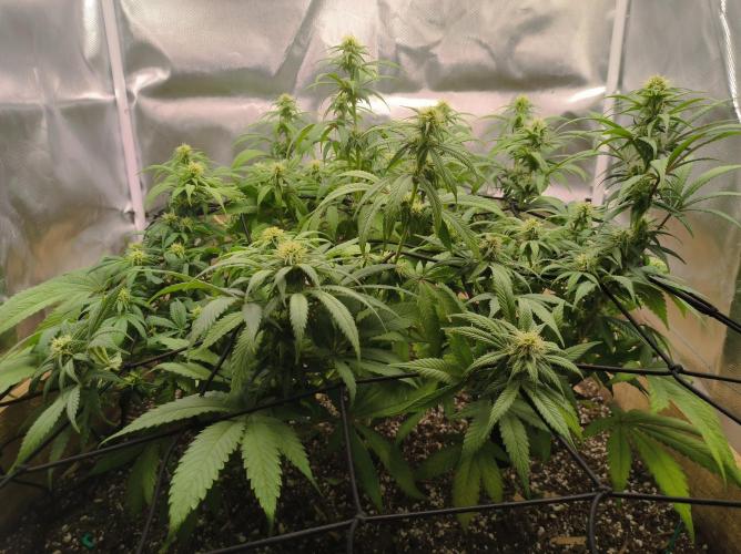 Chocolate Wafflez. Week 11