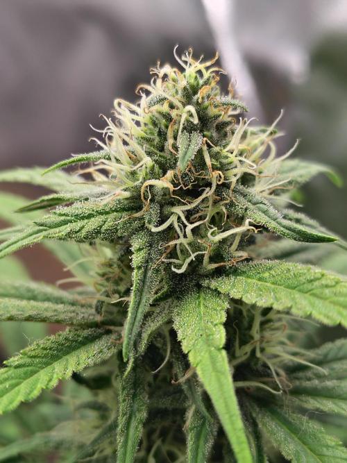 Chocolate Wafflez. Week 12