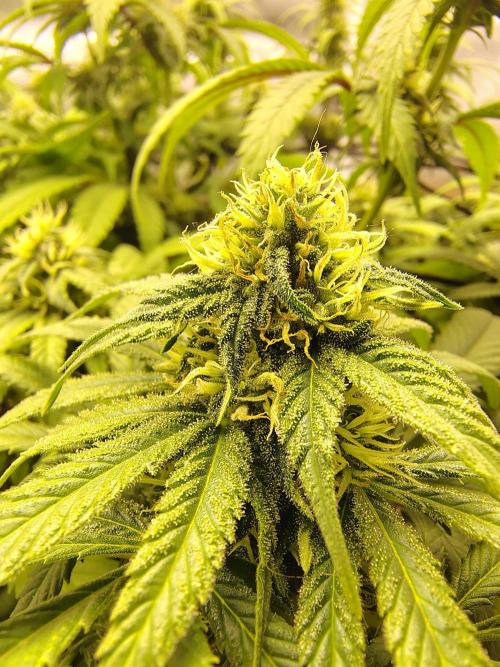 Chocolate Wafflez. Week 12