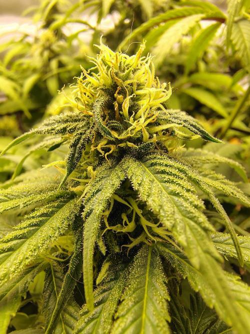 Chocolate Wafflez. Week 12