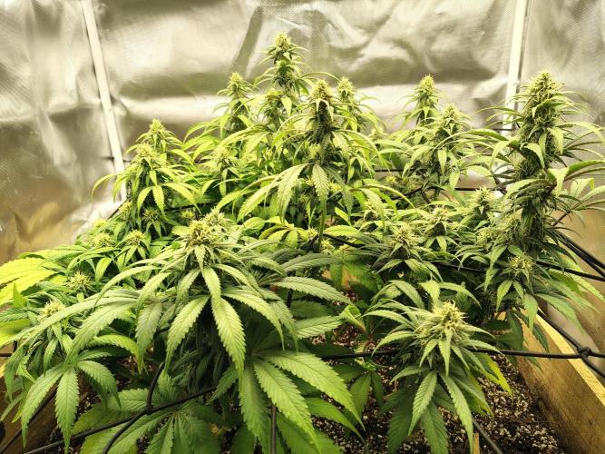 Chocolate Wafflez. Week 12