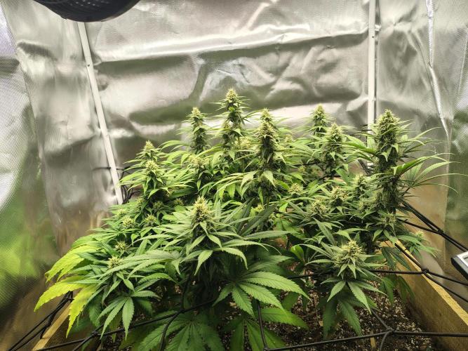 Chocolate Wafflez. Week 13