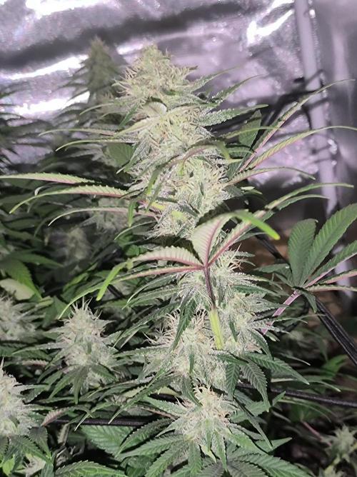 Chocolate Wafflez. Week 13