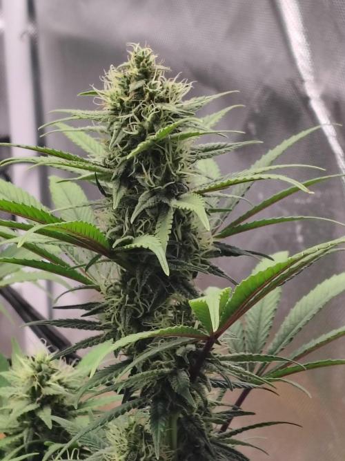 Chocolate Wafflez. Week 13