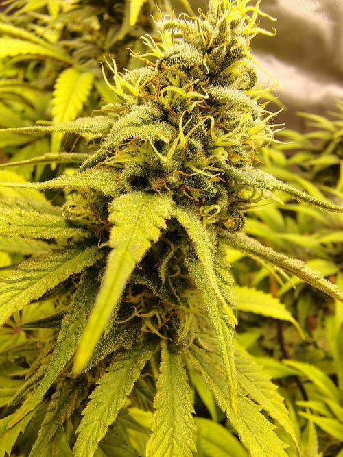 Chocolate Wafflez. Week 14