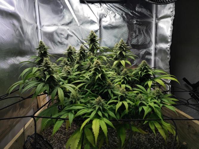 Chocolate Wafflez. Week 14