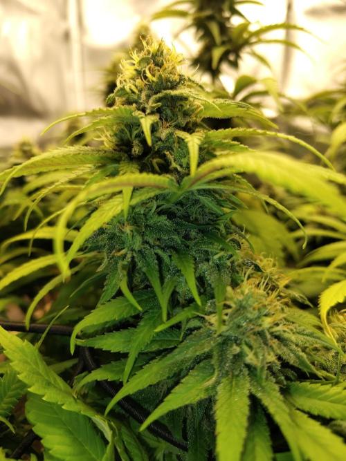Chocolate Wafflez. Week 14