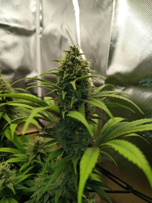 Chocolate Wafflez. Week 14