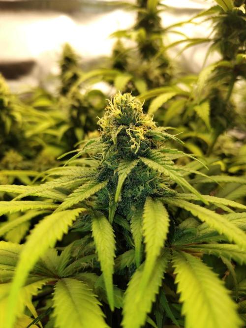 Chocolate Wafflez. Week 14
