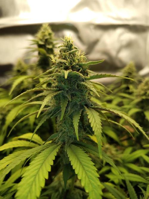 Chocolate Wafflez. Week 14