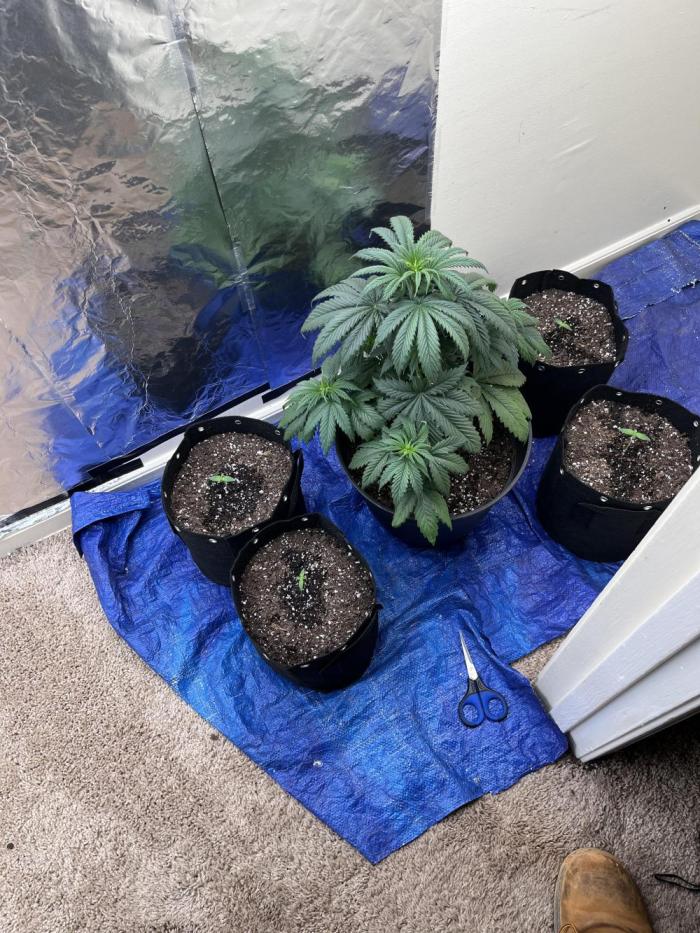 Acapulco gold auto. Week 1 - Small seedling top left 