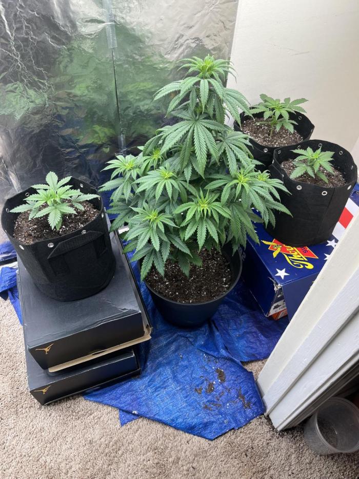 Acapulco gold auto. Week 3 - Plant to the left 