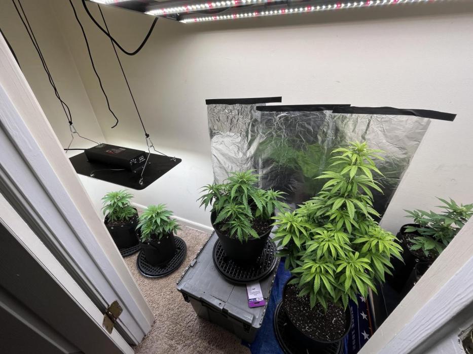 Acapulco gold auto. Week 4 - Middle plant in this pic