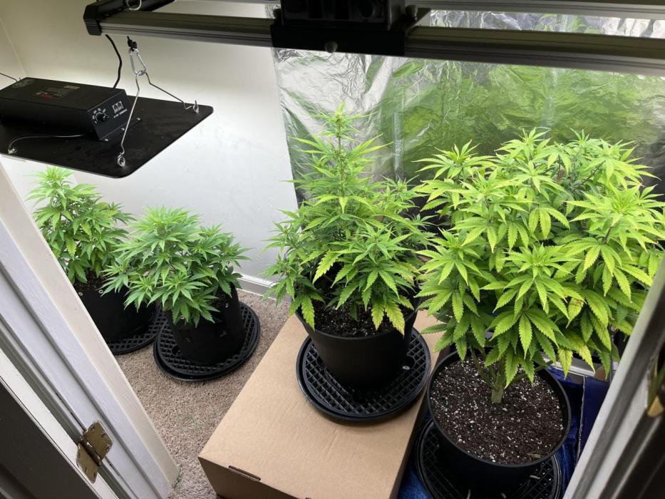 Acapulco gold auto. Week 5 - Middle plant