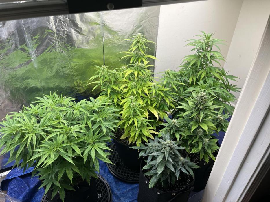 Acapulco gold auto. Week 6 - Middle plant