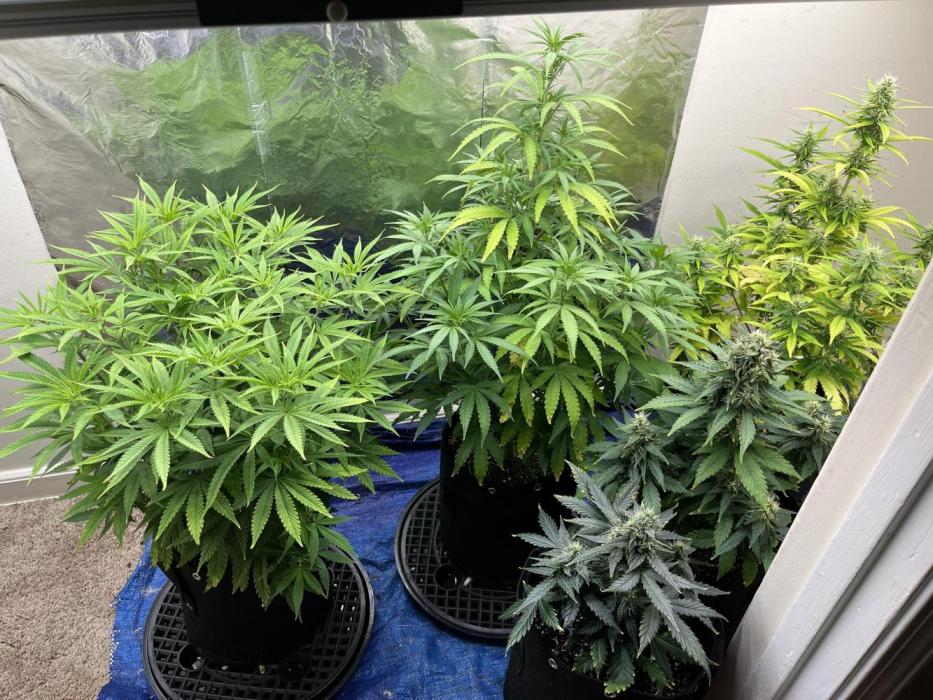 Acapulco gold auto. Week 7 - Now all the way to the right