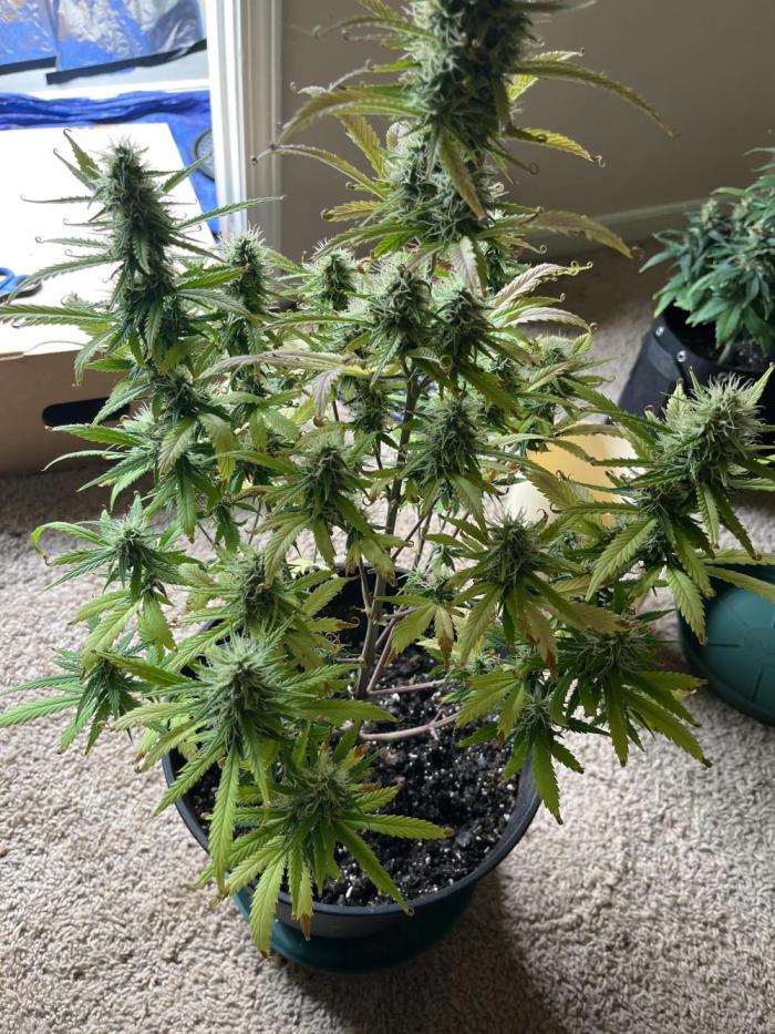 Acapulco gold auto. Week 8 - Filling out 