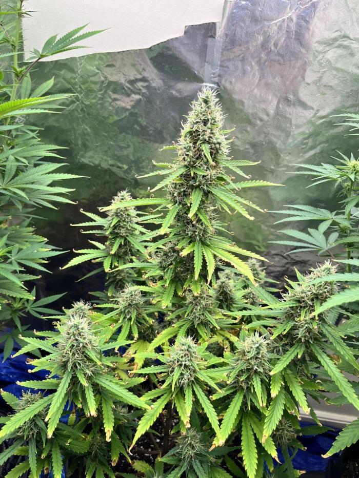 Acapulco gold auto. Week 9 - Sweet smell