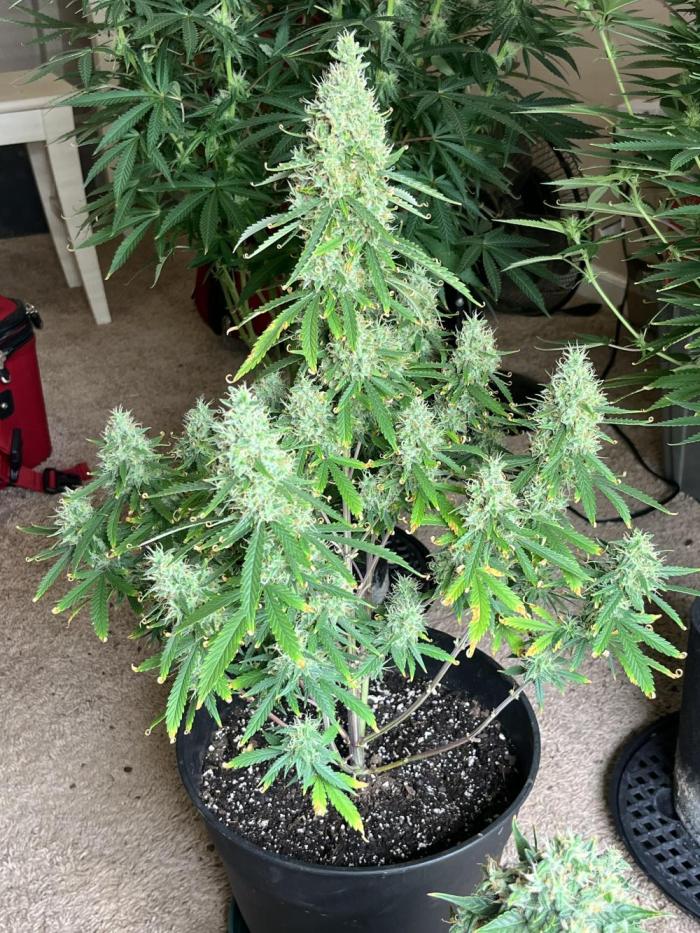 Acapulco gold auto. Week 10 - Branches bending