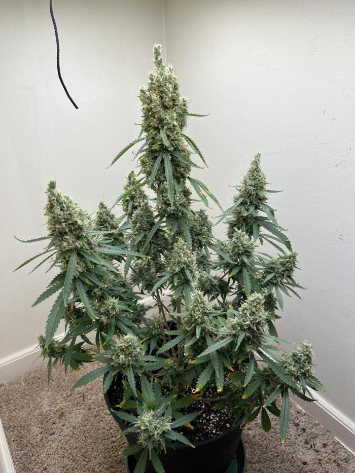 Acapulco gold auto. Week 11 - Yessir