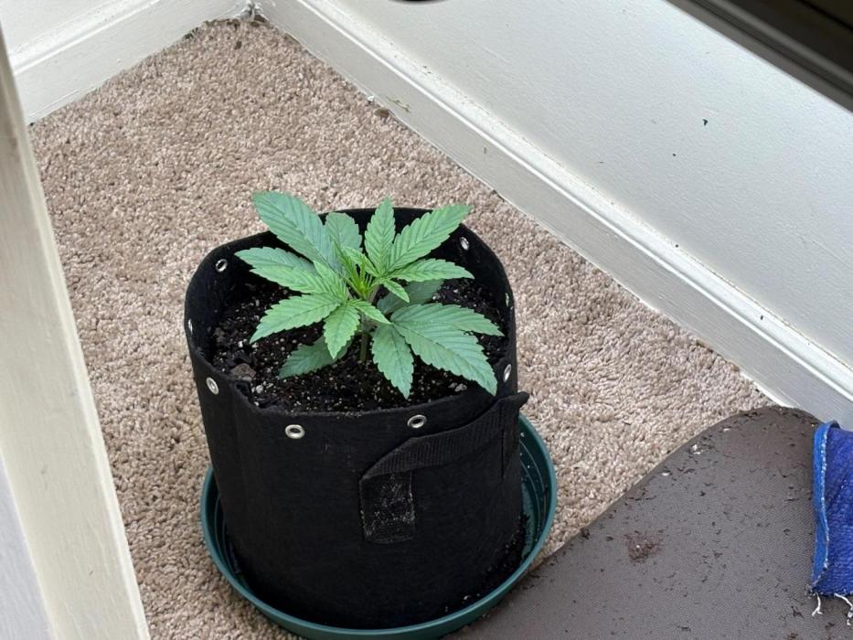 ZOAP by Barney’s farm by me. Week 1