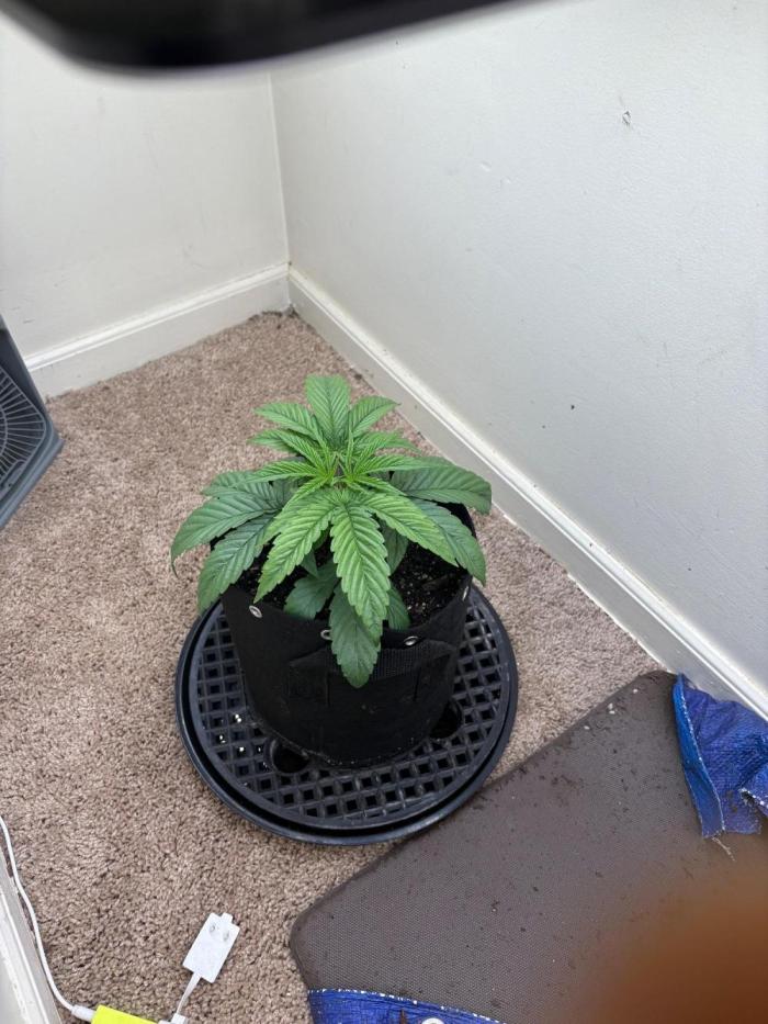 ZOAP by Barney’s farm by me. Week 2