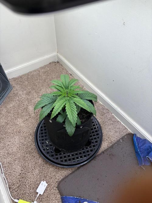 Zoap. Week 2
