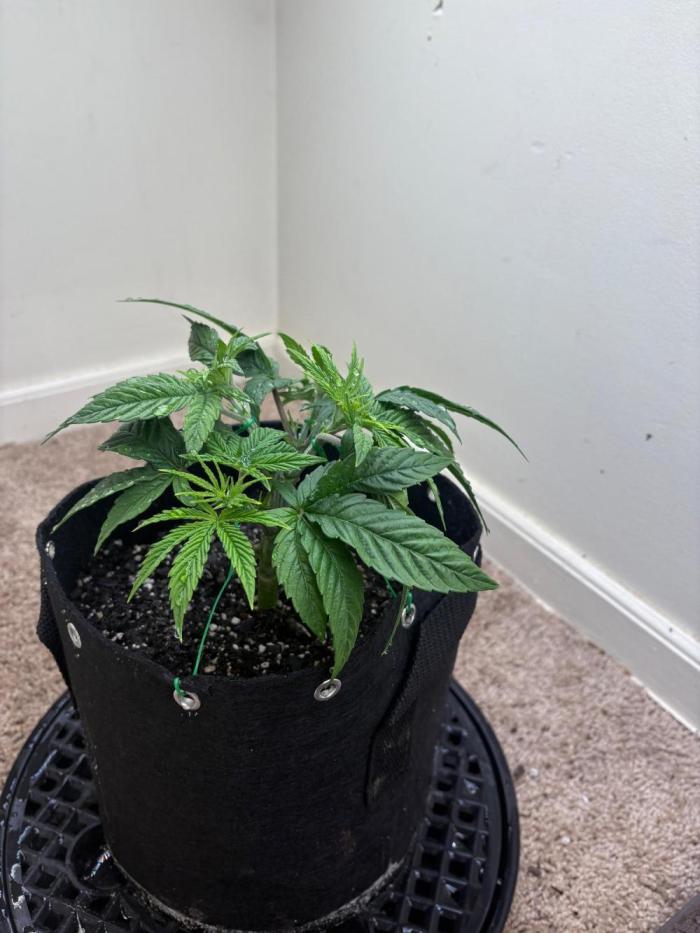 ZOAP by Barney’s farm by me. Week 3