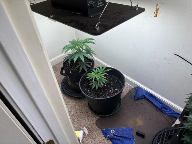 ZOAP by Barney’s farm by me. Week 5
