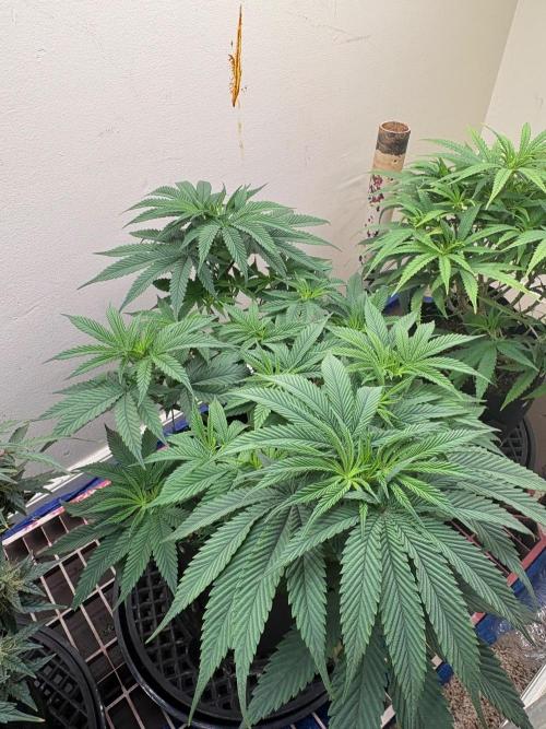 ZOAP by Barney’s farm by me. Week 5