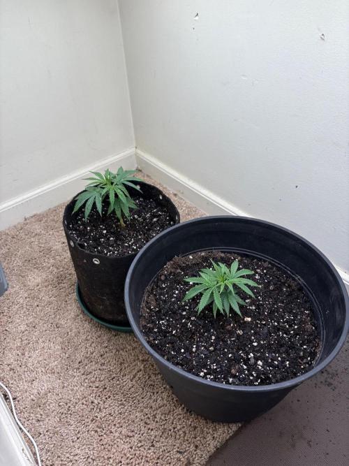 ZOAP by Barney’s farm by me. Week 4