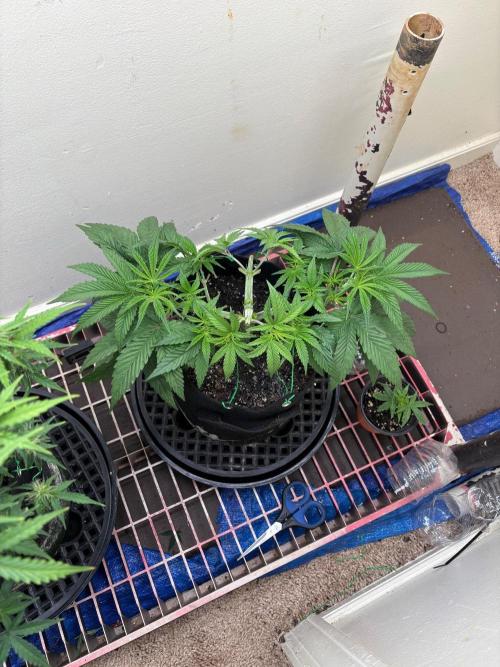 ZOAP by Barney’s farm by me. Week 4