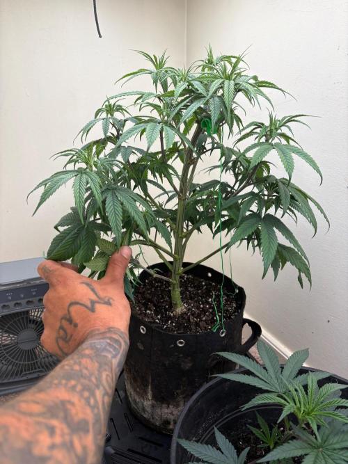 ZOAP by Barney’s farm by me. Week 6