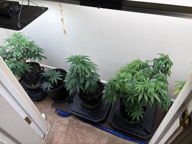 ZOAP by Barney’s farm by me. Week 6