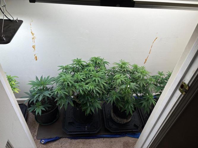 ZOAP by Barney’s farm by me. Week 7