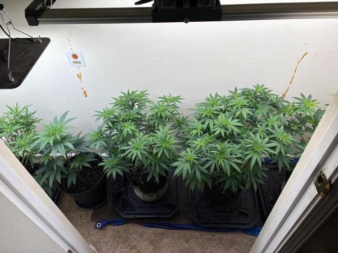 ZOAP by Barney’s farm by me. Week 7