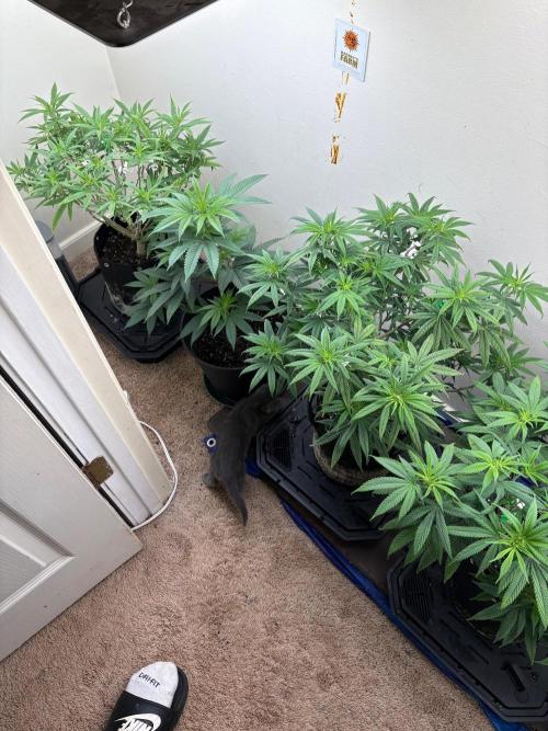 ZOAP by Barney’s farm by me. Week 7
