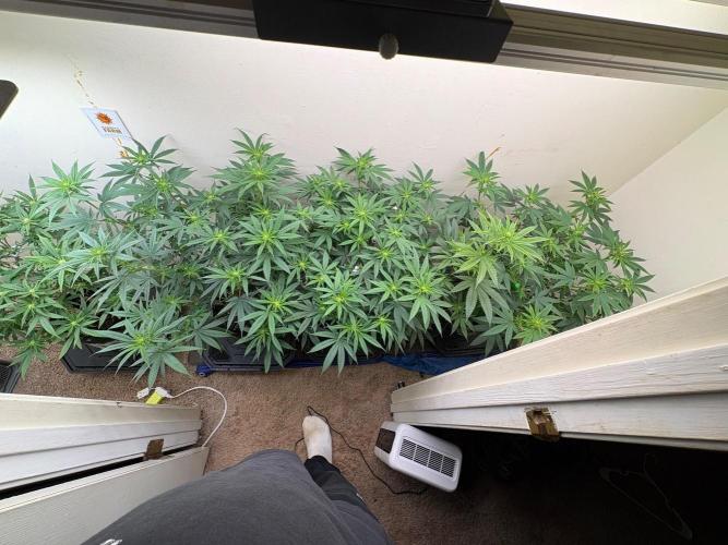 ZOAP by Barney’s farm by me. Week 8