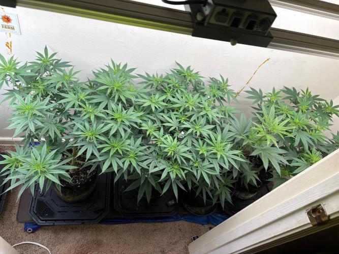 ZOAP by Barney’s farm by me. Week 8