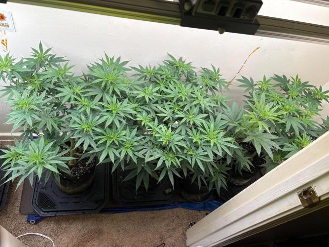 ZOAP by Barney’s farm by me. Week 8