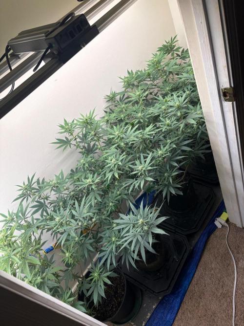 ZOAP by Barney’s farm by me. Week 9