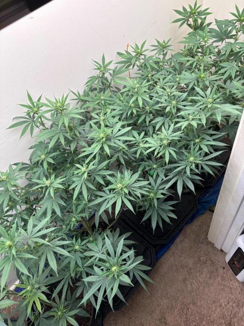 ZOAP by Barney’s farm by me. Week 9