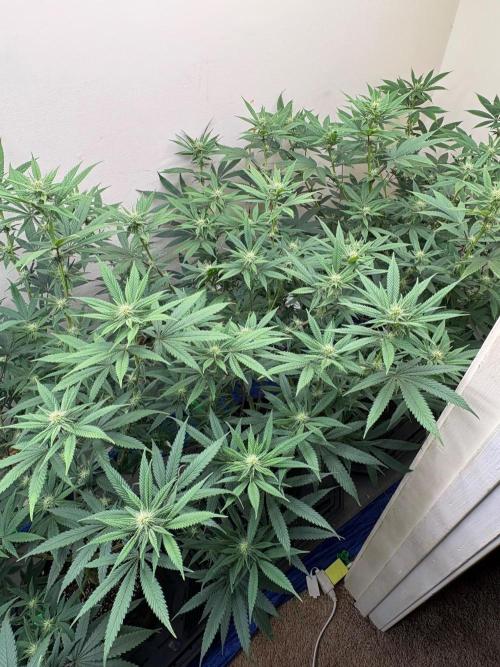 ZOAP by Barney’s farm by me. Week 10