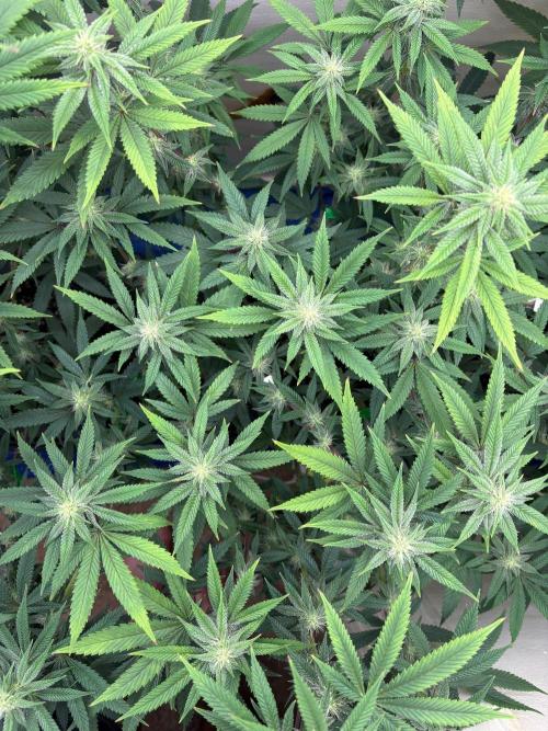 ZOAP by Barney’s farm by me. Week 10