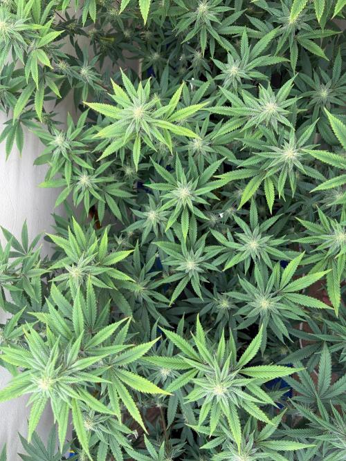 ZOAP by Barney’s farm by me. Week 10